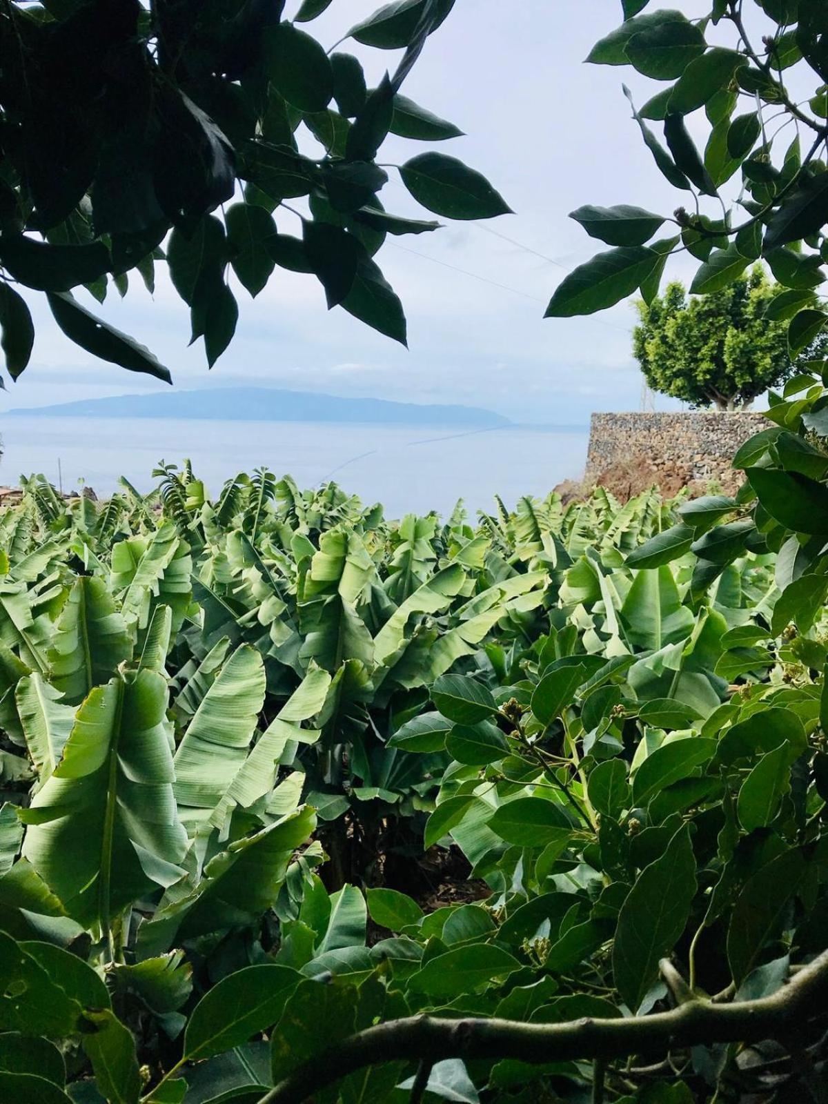 Fincaecoamaro Puerto de Santiago  Buitenkant foto